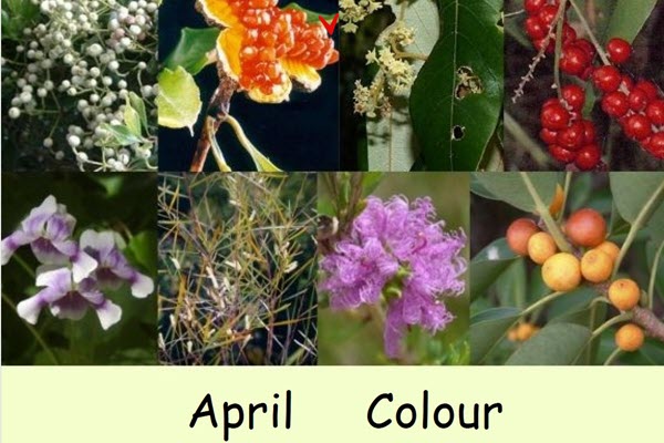 Flowering Now – April Colour