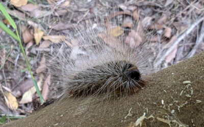 What’s in My Garden: The Processionary Caterpillars of the Bag-Shelter Moth