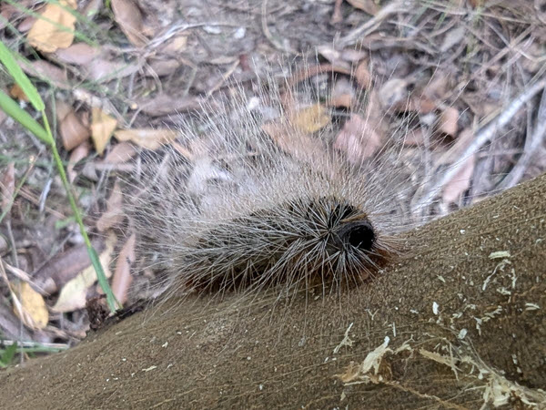 What’s in My Garden: The Processionary Caterpillars of the Bag-Shelter Moth