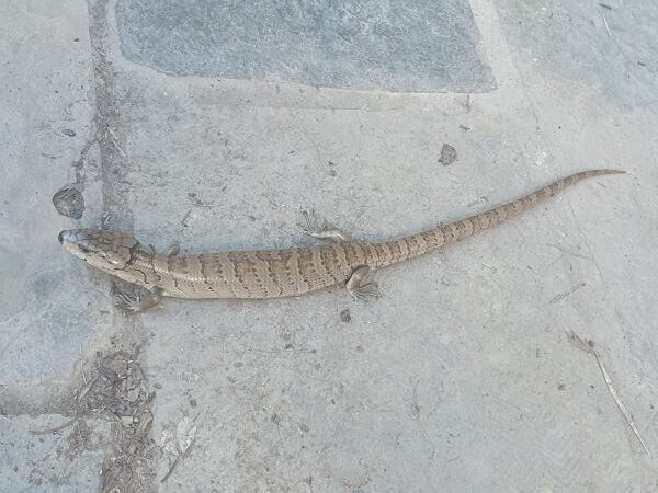 Wildlife in the Garden – Pink-tongued Skink