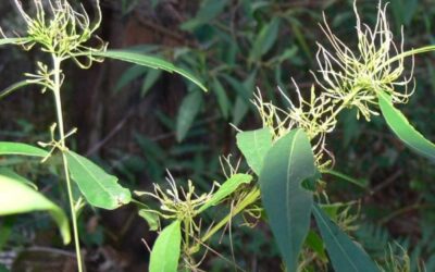 Dodonaeas in the Garden