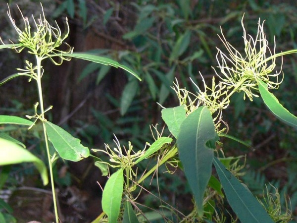 Dodonaeas in the Garden