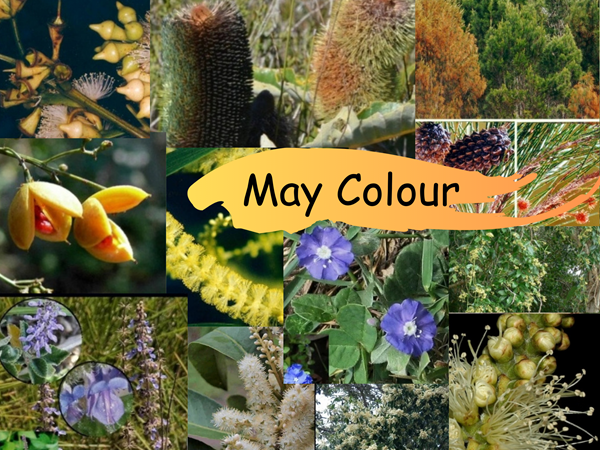 What’s Flowering Now