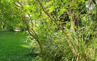 The Joys of a Very Small Garden