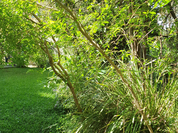 The Joys of a Very Small Garden