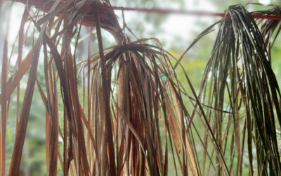 Weaving Your Garden