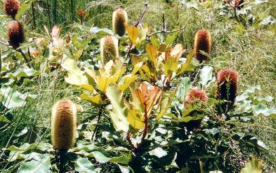 Banksias in Noosa