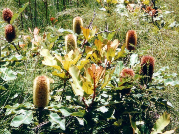 Banksias in Noosa