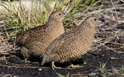 Quail in my garden