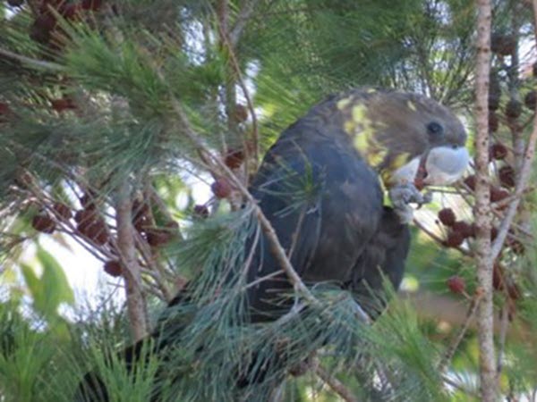 Peregian Beach Urban Wildlife Garden Community Workshop