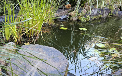 Frog Habitat Demonstration Workshop