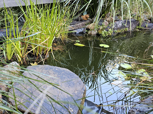 Frog Habitat Demonstration Workshop