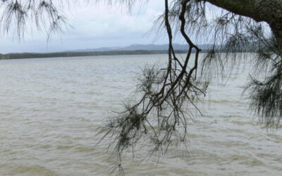 Allo Allo! What’s the difference between Allocasuarina and Casuarina?