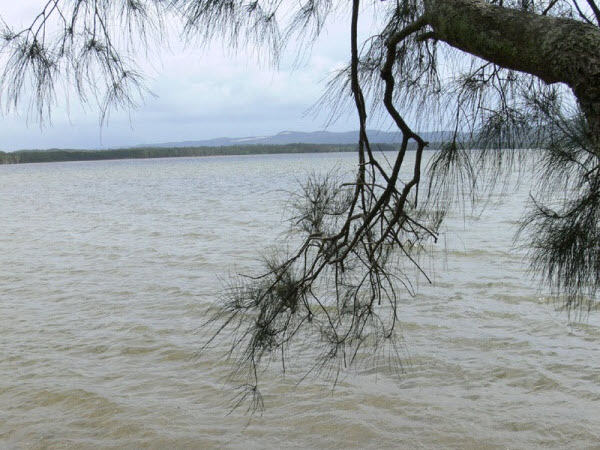 Allo Allo! What’s the difference between Allocasuarina and Casuarina?