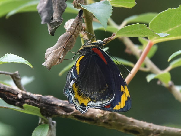 What’s in My Garden?