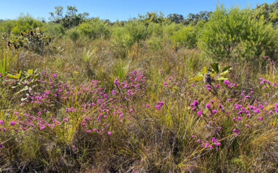 2025 Sunshine Coast Wildflower Festival