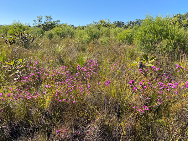 2025 Sunshine Coast Wildflower Festival