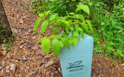 Garden Tip – Tree Guards