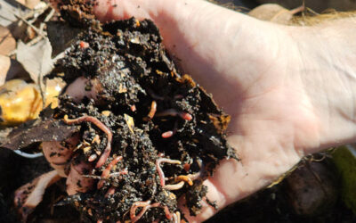 Winter Worm Farming