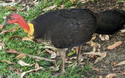 Brush Turkeys – Friend or Foe