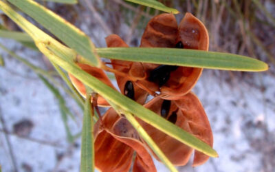 Acacias – the Food Pantry of Wildlife Gardens