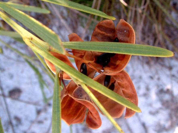Acacias – the Food Pantry of Wildlife Gardens