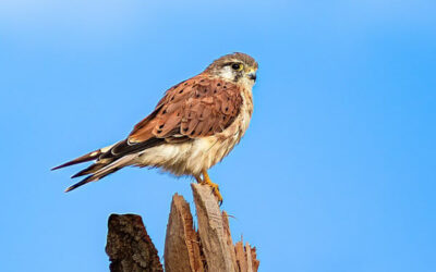 Nankeen Kestrel