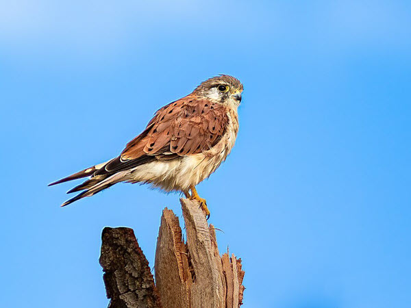 Nankeen Kestrel