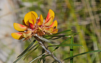 Wildflower Festival Walk