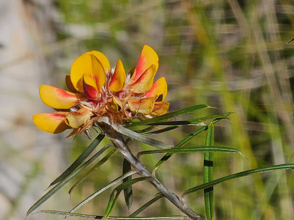 Wildflower Festival Walk