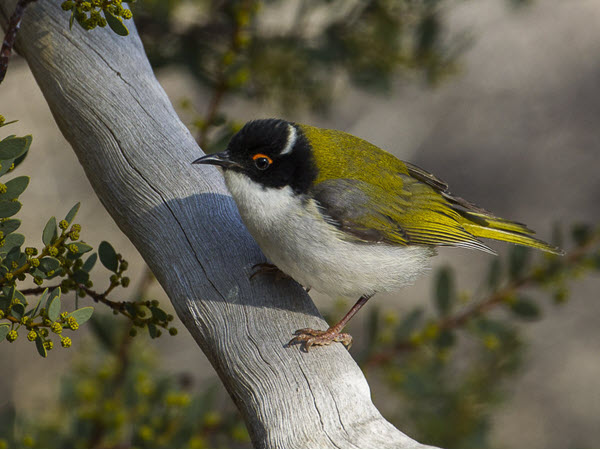 Member Contribution by Leonie Stephens