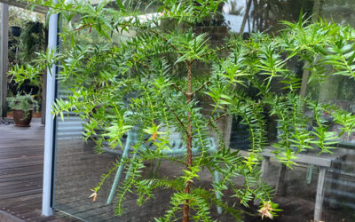 Native Christmas Trees