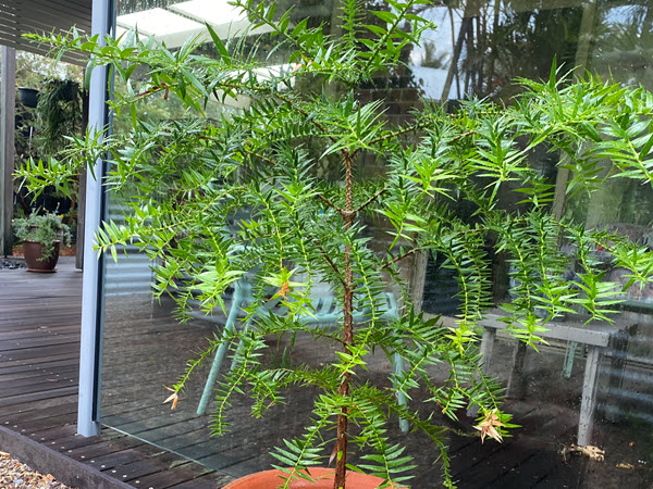 Native Christmas Trees