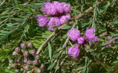 Melaleucas in the Garden