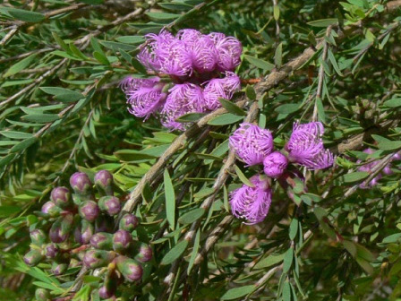 Melaleucas in the Garden
