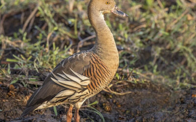 Plumed Whistling Duck