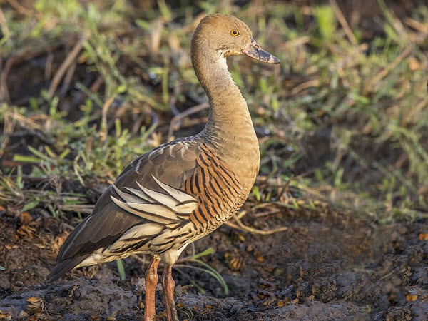 Plumed Whistling Duck