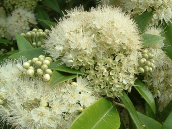 Celebrating Christmas with a Lemon Myrtle Shortbread Recipe
