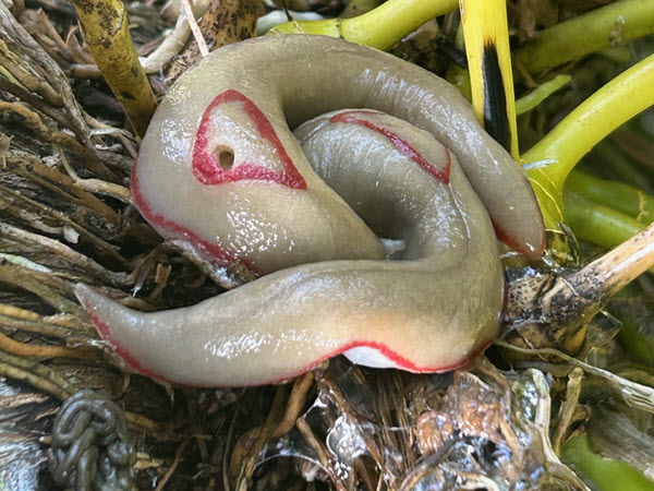 A Glimpse into my Urban Wildlife Garden