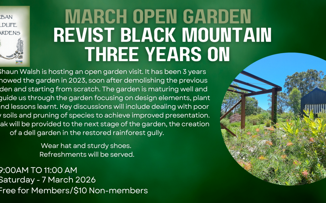 Open Garden – Revisit Black Mountain – Three Years On
