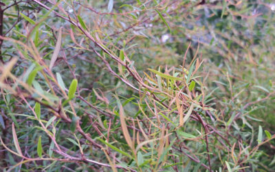 Aromatic Plants in the Urban Garden