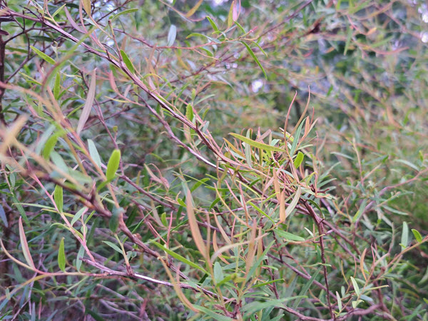 Aromatic Plants in the Urban Garden