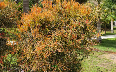 Hazardous Plants – Euphorbia tirucalli