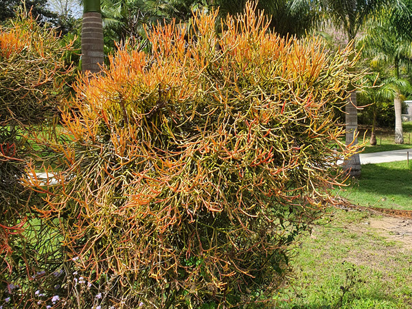 Hazardous Plants – Euphorbia tirucalli