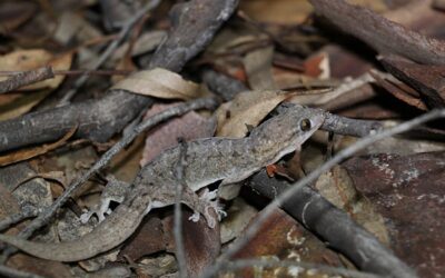 Native Geckos vs Asian Gecko