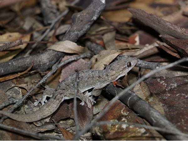 Native Geckos vs Asian Gecko