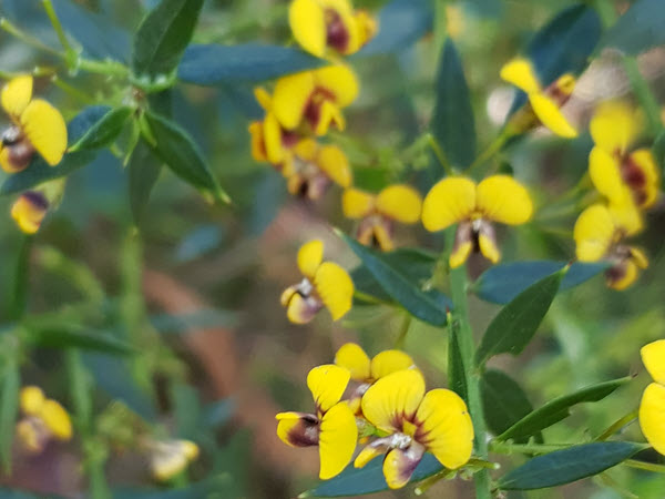 Workshop: What Wildlife is in Your Garden?