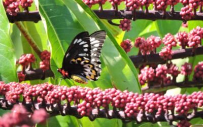 The Differences Between Butterflies and Moths