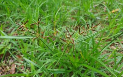 Weed of the Month – Nut Grass