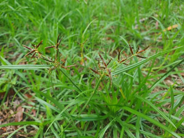 Weed of the Month – Nut Grass